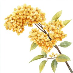 Yellow Elder with artistic border, brushstroke effect, isolated on white background, watercolor on white background, no blur, photo not dark, everything is clear, copy space