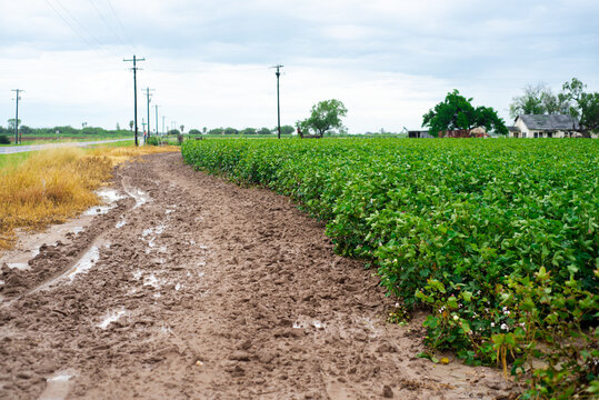 Huge cotton farm industry near Farm to Market Rd 1834 in Raymondville, Texas, dirt road with tractor trace, farmhouse, power pylons, yellow, pink cotton blooms during bloom tag, cotton bolls