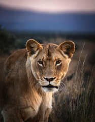Naklejka premium retrato de una hermosa leona en la sabana