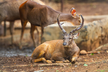 deer in the National zoological park
