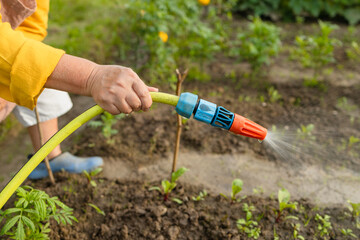 Senior woman watering fresh plants growing at home vegetable garden. Gardener taking care of plants at the backyard of her house. Concept of sustainability and growing organic. High quality photo