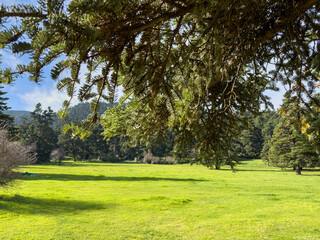 Obraz premium Forest glade among fir trees in mountain, Blue sky and green grass, Spring season