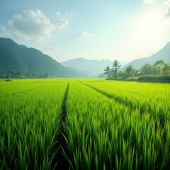 Obraz premium green rice field