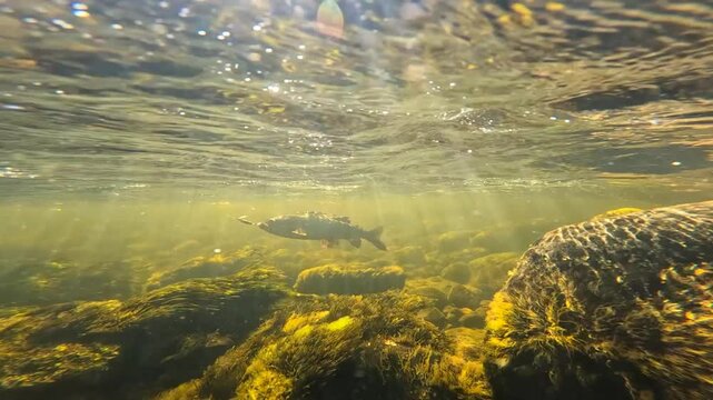 Grayling fighting underwater in shallow water. Grayling was caught and hooked from Arctic river by fisherman in Lapland in Sweden in Kiruna region in August 2021.
