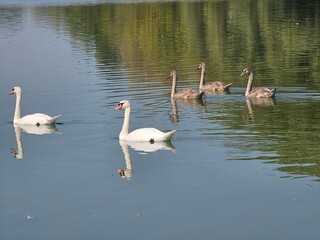 swans on the lake