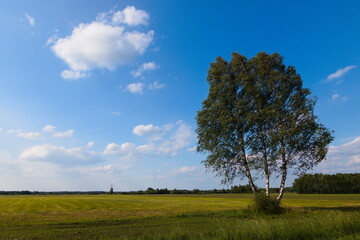 tree in the field