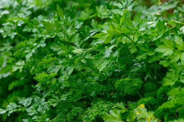 Parsley ( Latin- Petroselínum ) is a small genus of biennial plants of the Umbelliferae family ( Apiaceae )