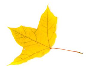 Autumn yellowed leaf