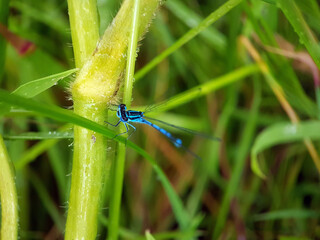 Damselfly on leaf  summer garden lake