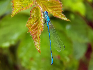 Damselfly on leaf  summer garden lake