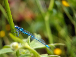 Damselfly on leaf  summer garden lake