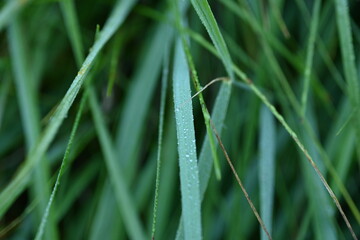 green grass leaves close-up, grass leaves as background, concept of sustainable development 