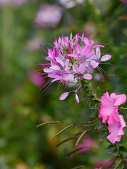 Cleome spinosa flower also called bunga Mamang besar, beautiful in garden. Close up photo