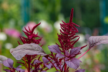 Amaranthus , or pigweed ( Latin-Amaranthus) is a widespread genus of predominantly annual herbaceous plants with small flowers collected in dense spike-paniculate inflorescences