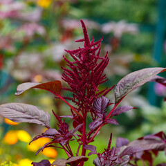 Amaranthus , or pigweed ( Latin-Amaranthus) is a widespread genus of predominantly annual...