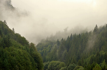 nebliger Schwarzwald