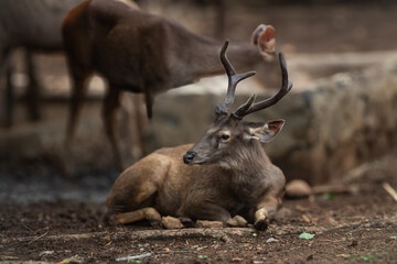 deer in the National zoological park 