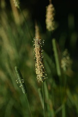 flower spikelets, close up of green grass leaves, close up of cereal flowering macro of grass leaves as background, concept of sustainable development 