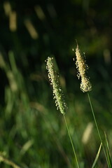 flower spikelets, close up of green grass leaves, close up of cereal flowering macro of grass leaves as background, concept of sustainable development 