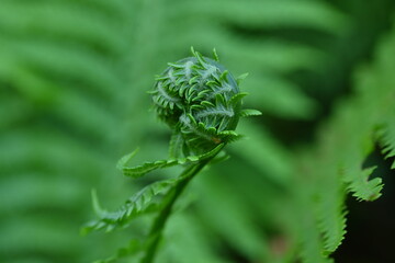 close up of green fern leaves in the sunlight as background, maro green fern leaves as background, eco-development concept 