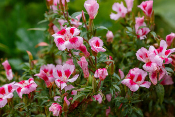 Red flowers of godecia in the garden. Large flowers of godecia.