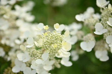 white hydrangea flowers as a background, close-up texture of pastel hydrangea flowers, 