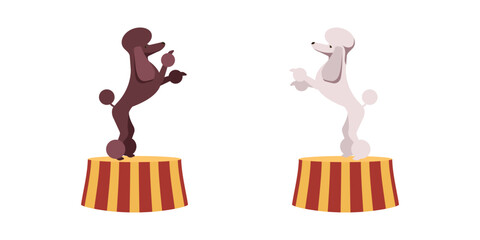 Circus dogs standing on pedestal. Cute brown and white poodles on stage on carnival performance. Cartoon isolated vector illustration. © backup_studio