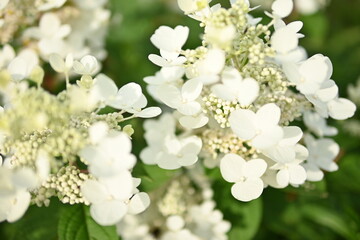 white hydrangea flowers, a bunch of hydrangea flowers close-up on a green background, floral texture, gradient, beautiful wedding, garden, plant, vegetable garden, Ukrainian shrub