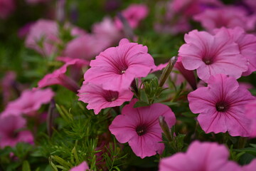 pink petunia flowers close-up, soft pink background from flowers	
