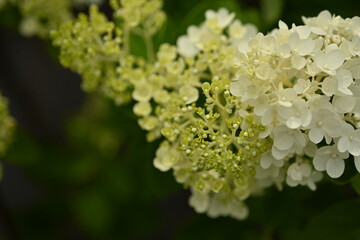 close-up texture of pastel hydrangea flowers, white hydrangea flowers as a background, 