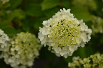 Fototapeta premium close-up texture of pastel hydrangea flowers, white hydrangea flowers as a background, 
