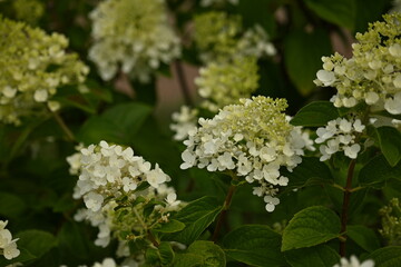 close-up texture of pastel hydrangea flowers, white hydrangea flowers as a background, 