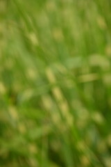 blurred macro grass texture in sunny weather as background, out of focus close up of green grass texture, macro texture, sustainability concept, macro grass texture 