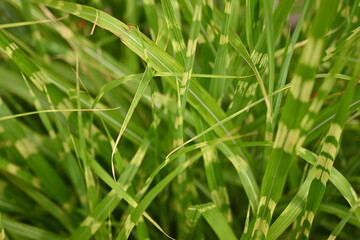 macro grass texture in sunny weather  as a background, close-up texture of green grass, macro texture, sustainability concept, macro texture of grass 