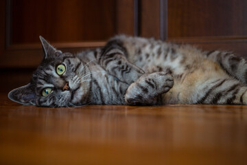 A cute grey tabby cat lying on the brown floor, staring at the camera