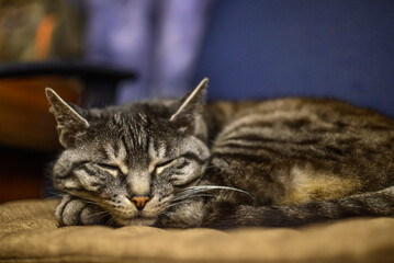 A cute grey tabby cat is sleeping in a chair