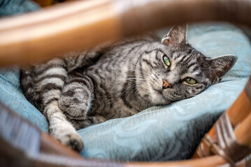 A cute grey tabby lies in a chair relaxing and looking at the camera