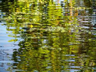 Green water lilies, also known as mussel flowers (Pistia stratiotes), float on a beautiful reflection caused by the bank bushes at the Amazones.