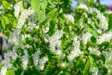 Branches of a blooming tree with white flowers in spring