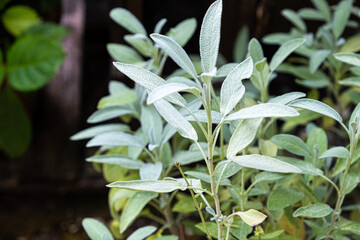 Salbai in a pot in the garden