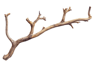PNG Dry branch of a tree 