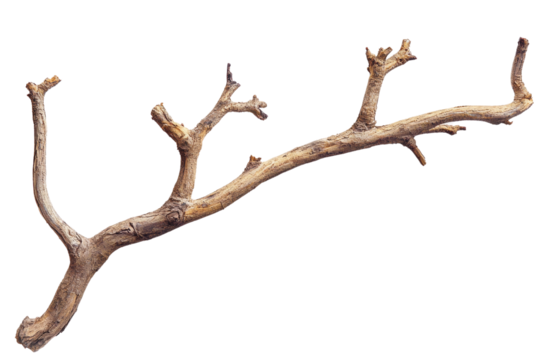 PNG Dry branch of a tree 