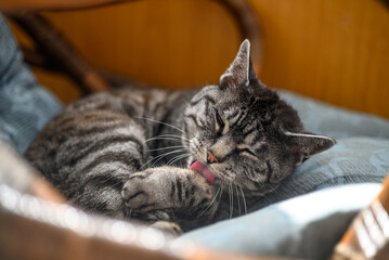 A cute grey tabby lies in a chair grooming itself licking its paw in the sunshine