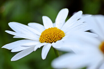 Obraz premium Margerite