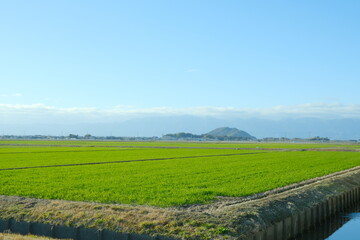 滋賀 近江八幡に広がる田んぼと青空