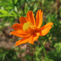 日本で夏にキバナコスモスがオレンジ色の花を咲かせています