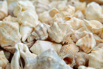 sea shells background, close-up, top view	