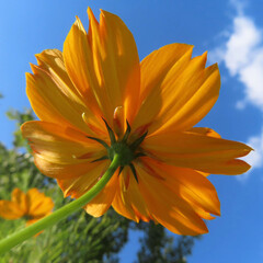 日本で夏にキバナコスモスがオレンジ色の花を咲かせています