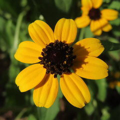 日本で夏にミツバオオハンゴンソウが黄色い花を咲かせています