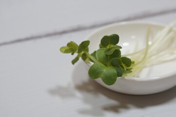 カイワレ大根（シンプル）